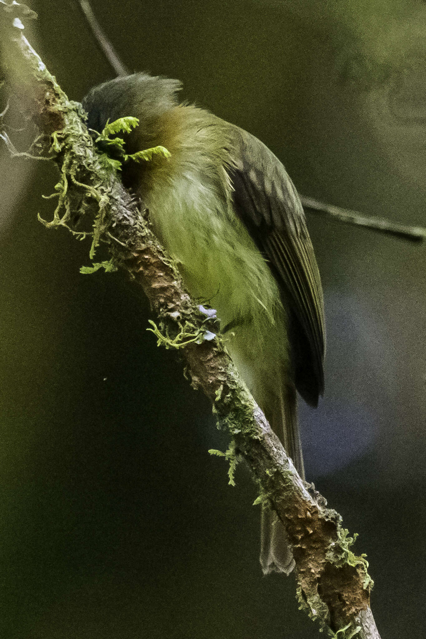 Plancia ëd Leptopogon rufipectus (Lafresnaye 1846)