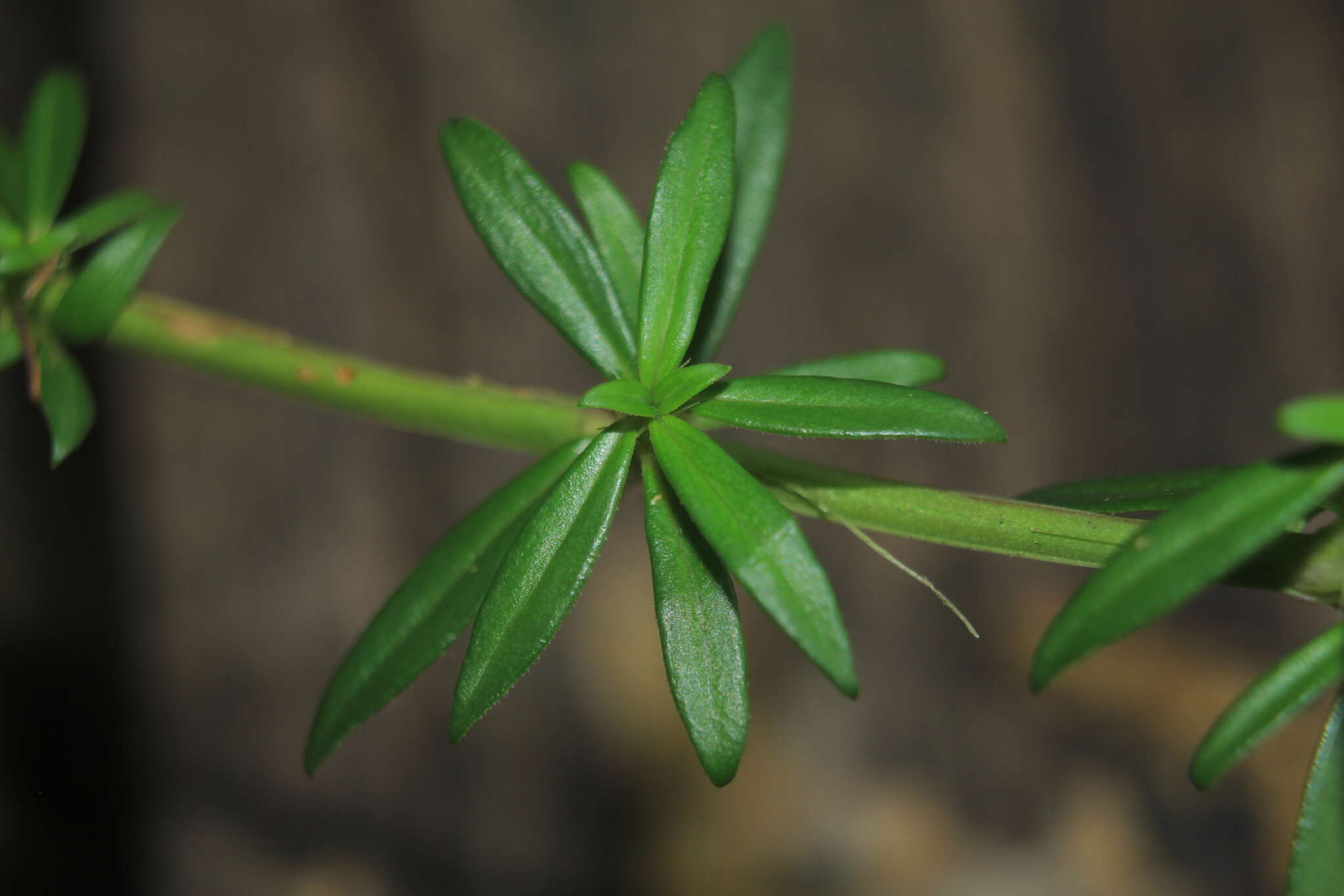 Image de Galianthe bogotensis (Willd.) E. L. Cabral & Bacigalupo