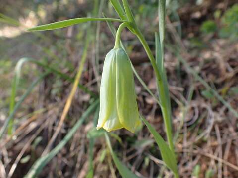 Image of Fritillaria bithynica Baker