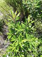 Image of Banksia integrifolia subsp. integrifolia