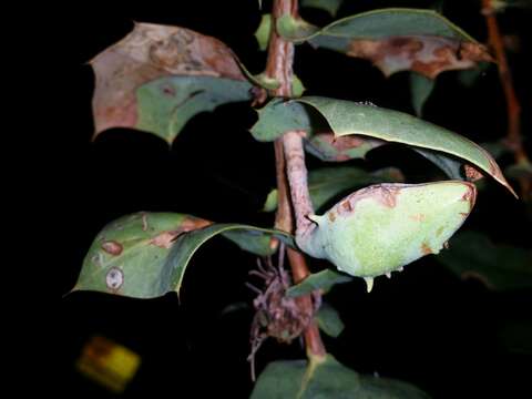 Image of Hakea prostrata R. Br.