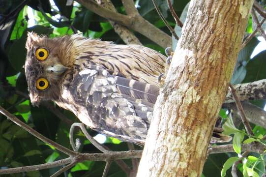 Image of Brown Fish Owl