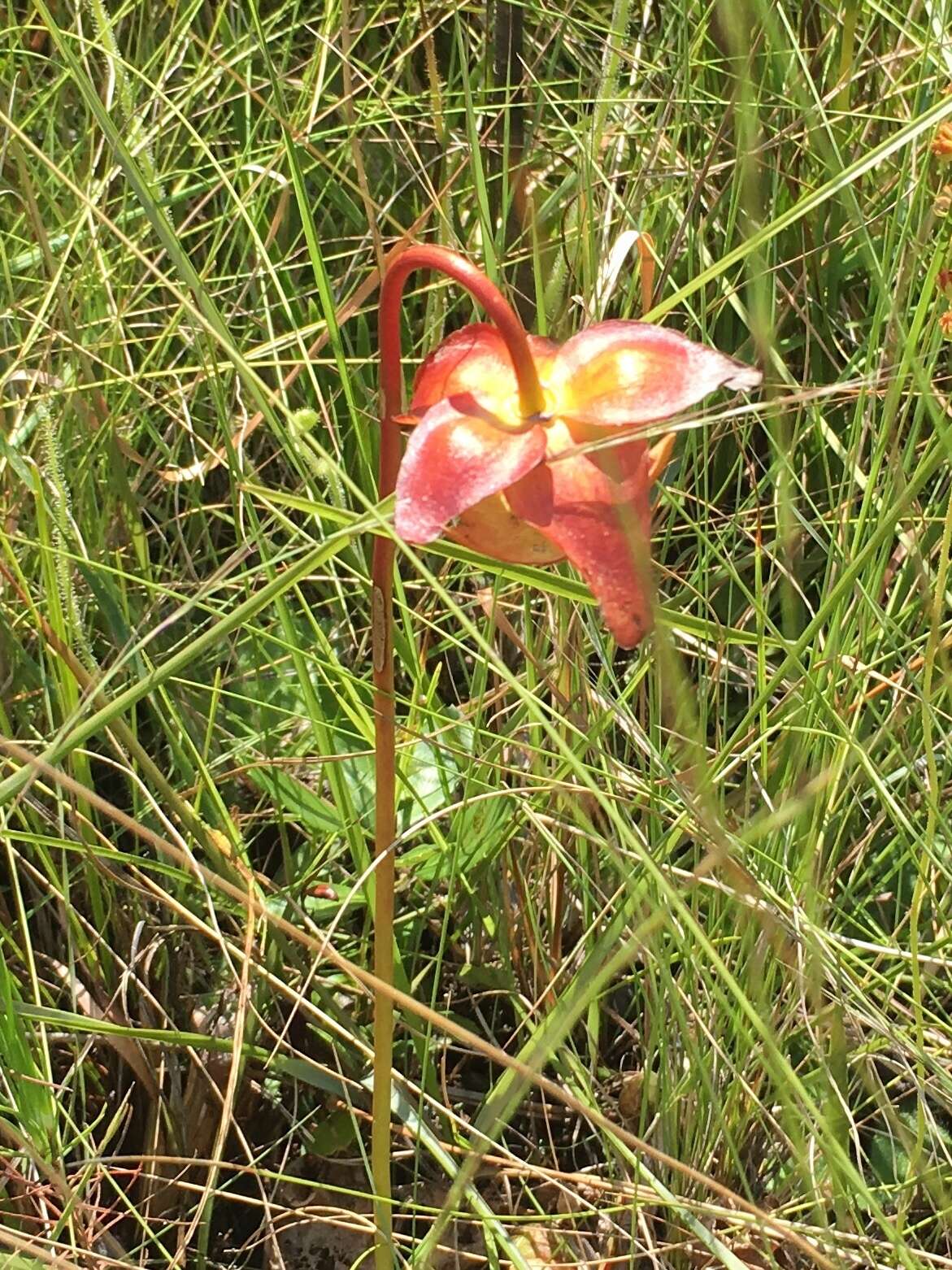 Image of parrot pitcherplant