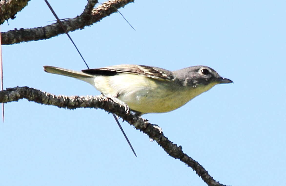 Image of Plumbeous Vireo