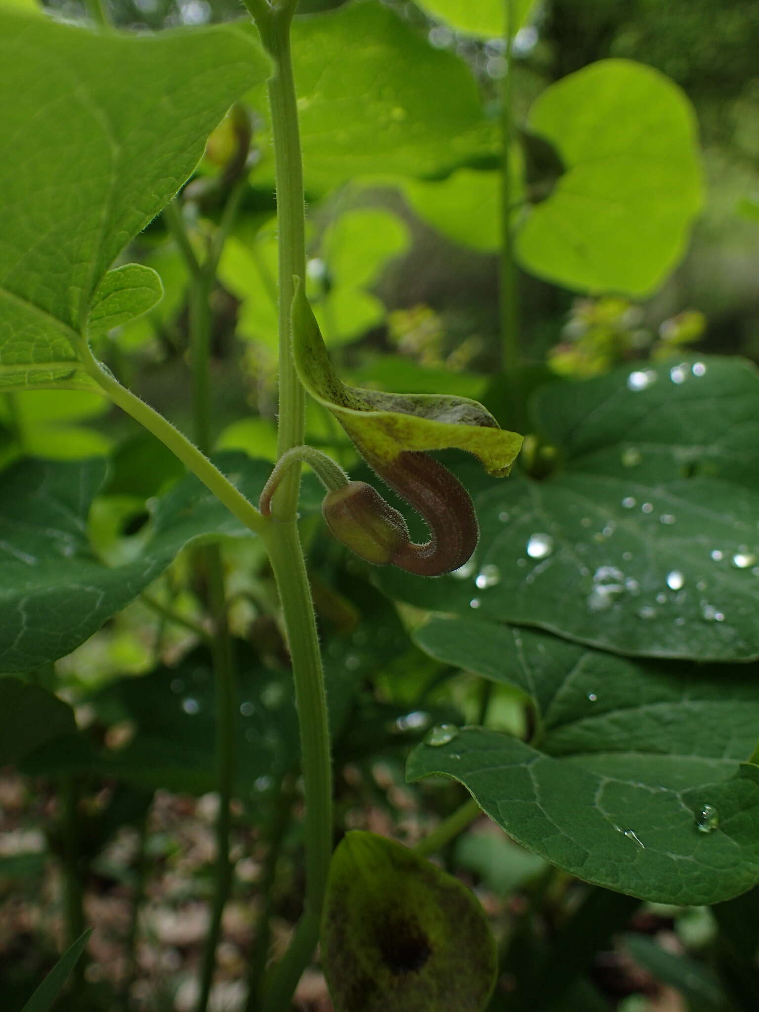 Image de Aristolochia iberica Fisch. & C. A. Mey. ex Boiss.