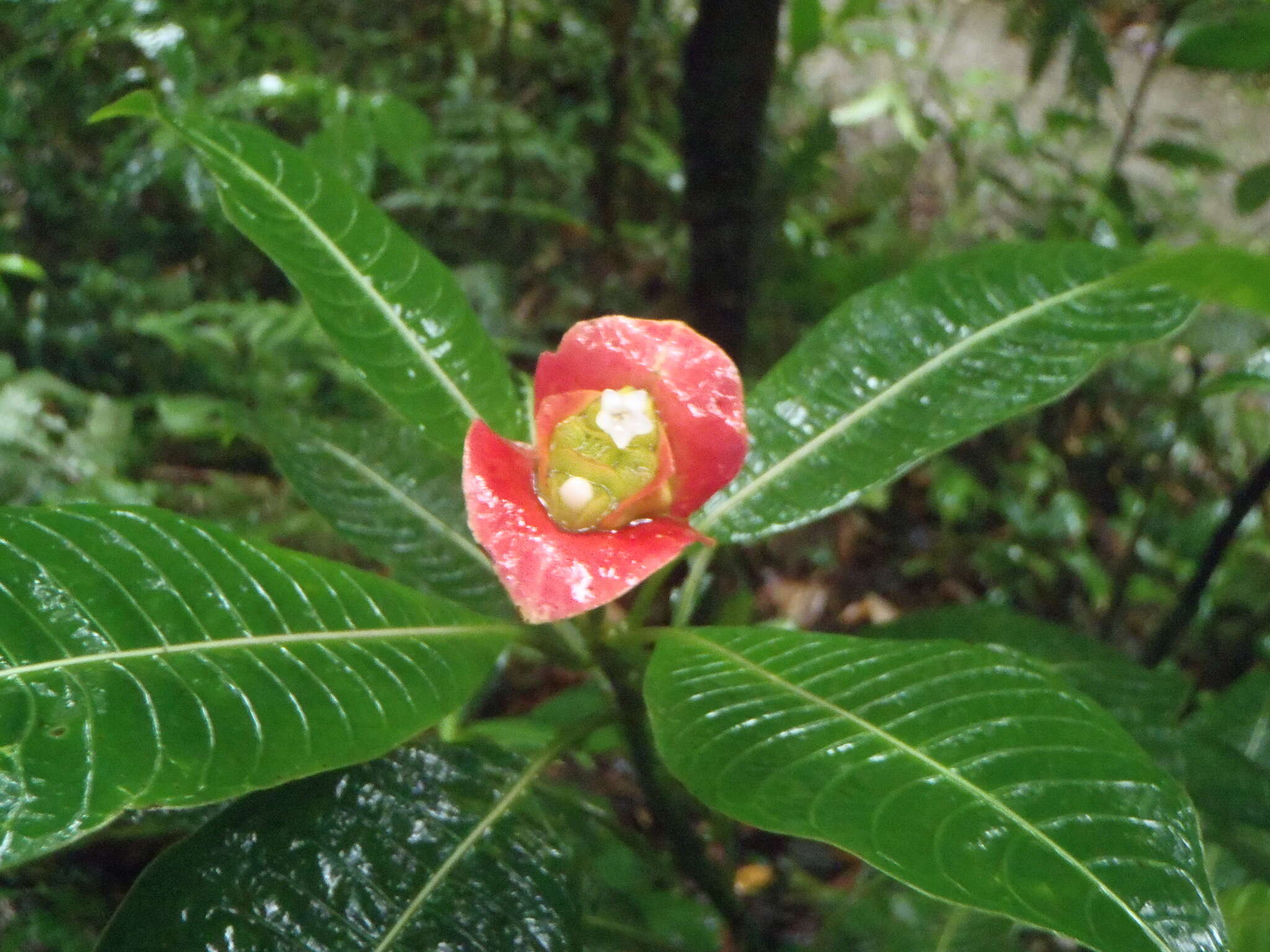 Palicourea elata (Sw.) Borhidi resmi