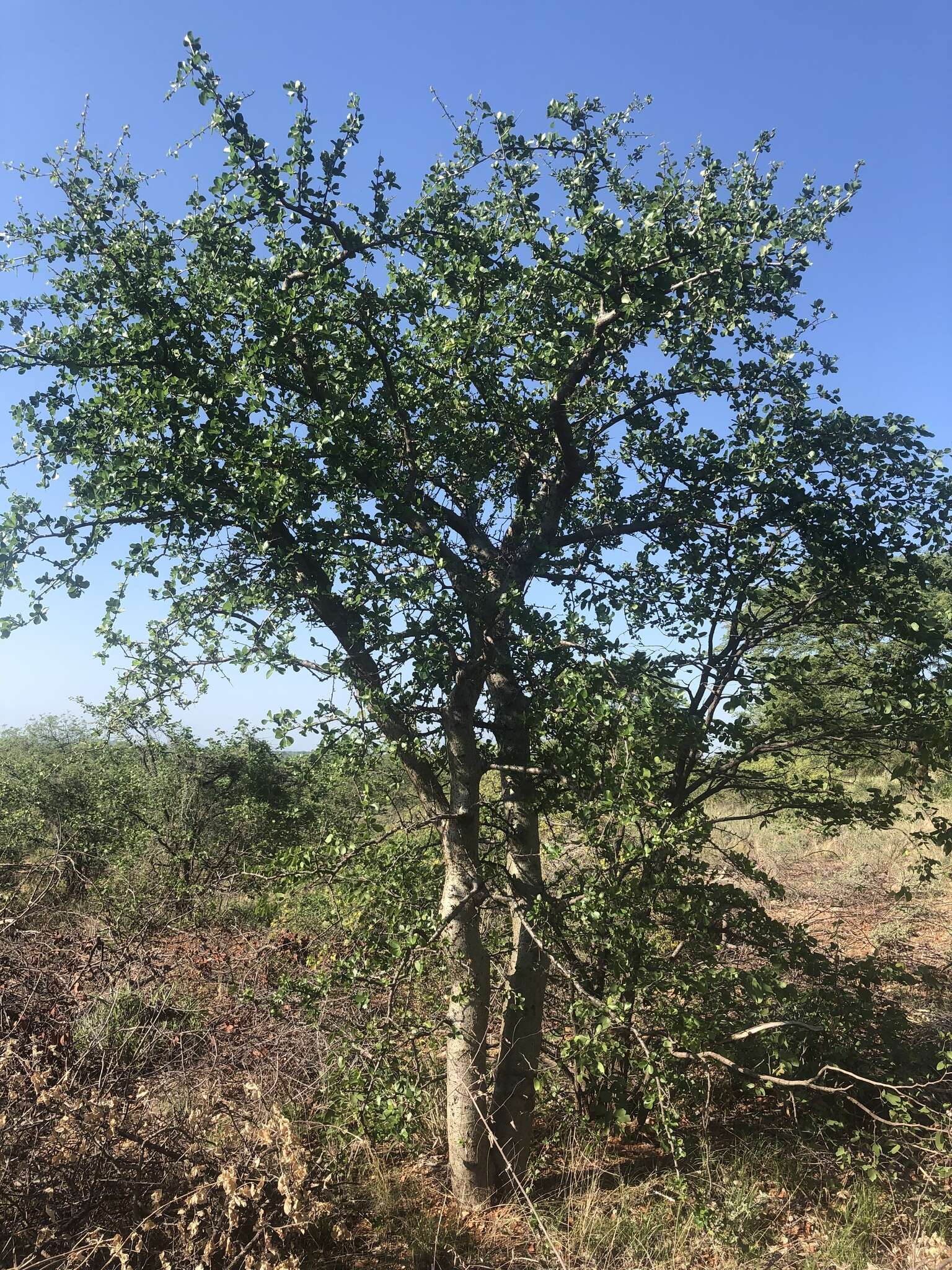 Plancia ëd Commiphora glandulosa Schinz