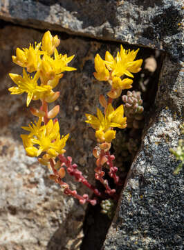 Image de Sedum rupicola G. N. Jones