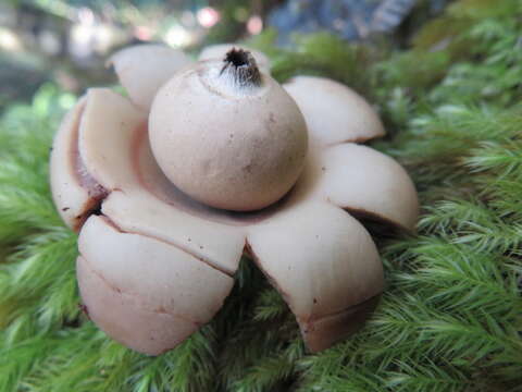 Imagem de Geastrum velutinum Morgan 1895