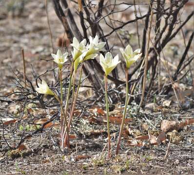 Sivun Zephyranthes concolor (Lindl.) Benth. & Hook. fil. kuva