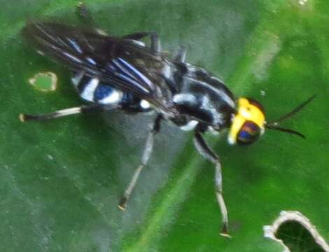 Image of Cyphomyia wiedemanni Gerstaecker 1857