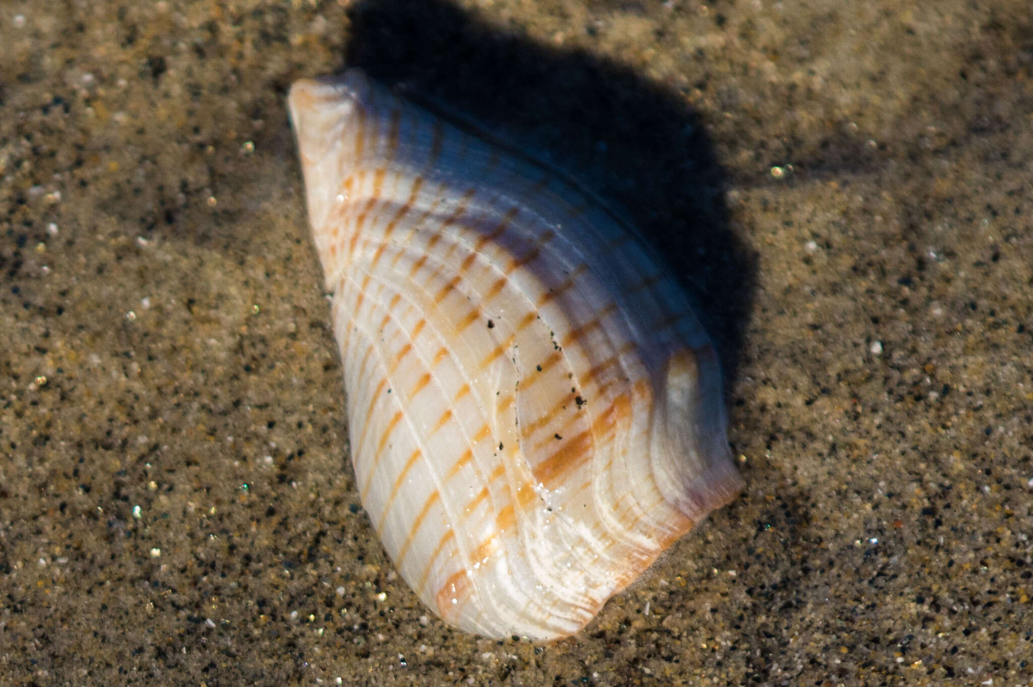 Image of Megasurcula T. L. Casey 1904