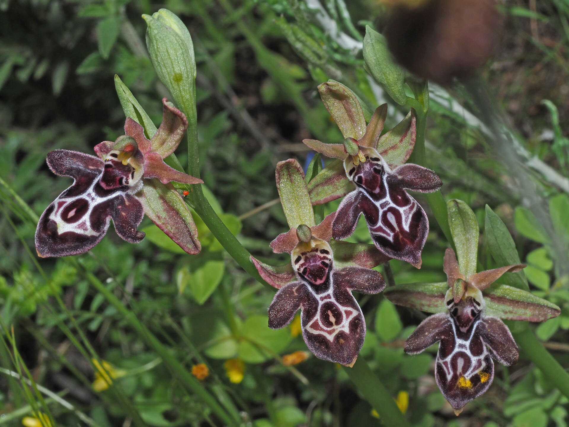 Image of Ophrys cretica subsp. cretica