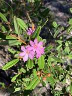 Image of Phebalium nottii (F. Müll.) F. M. Bailey