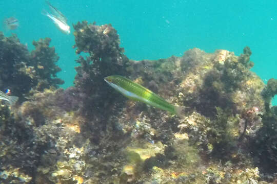 Image of Brownfield&#39;s wrasse