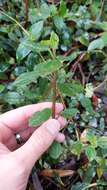 Image of Peperomia tequendamana Trel.