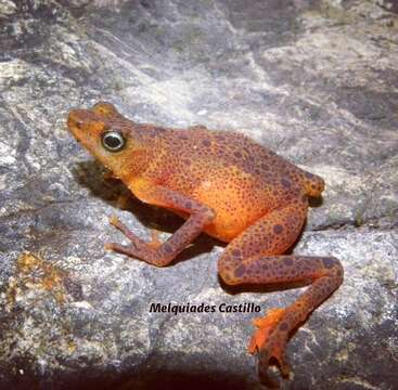 Image of Darien Stubfoot Toad