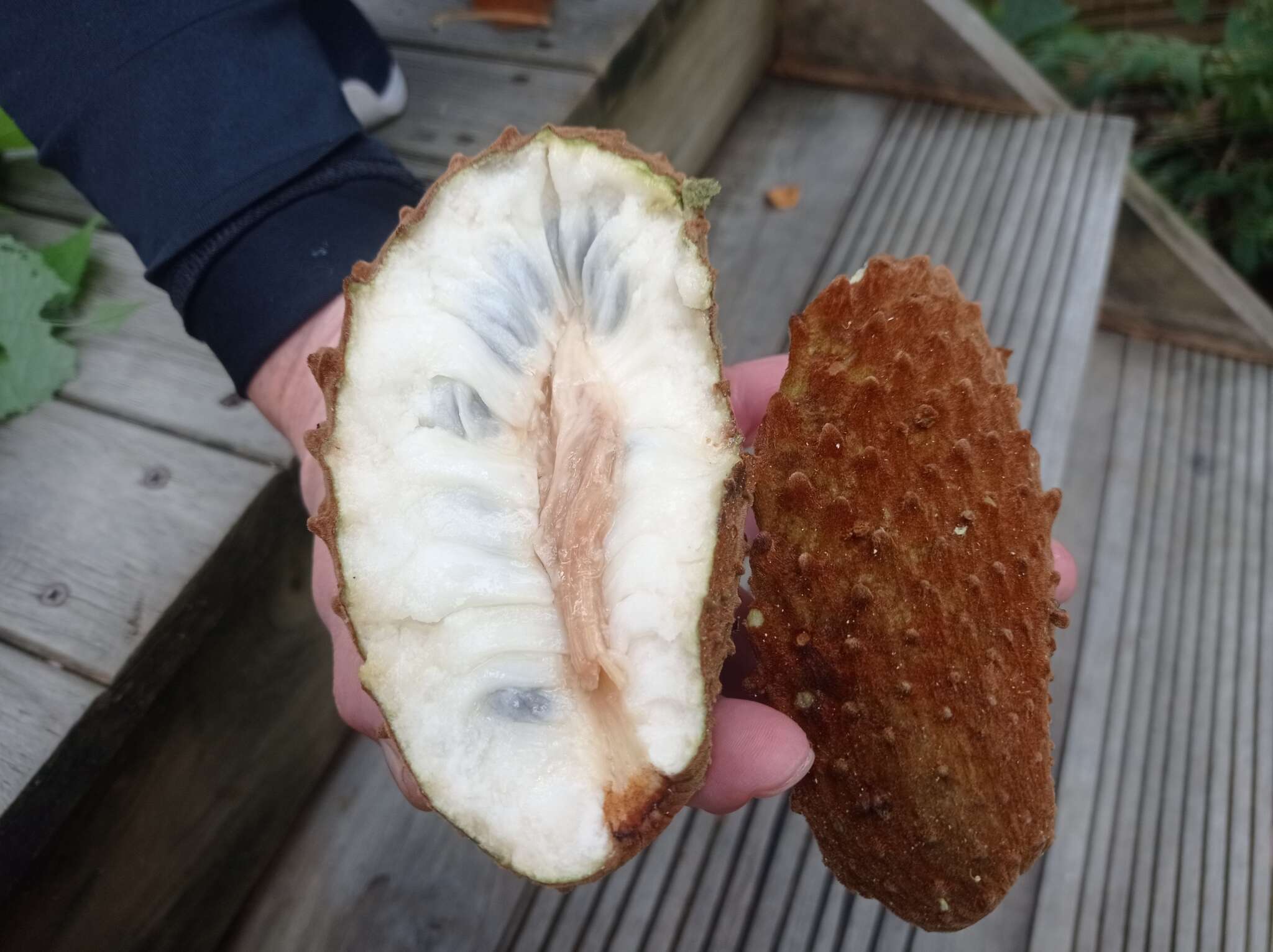 Слика од Annona cherimolioides Triana & Planch.