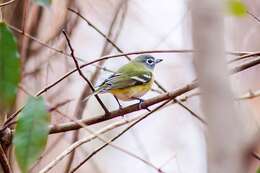 Image of Blue-headed Vireo