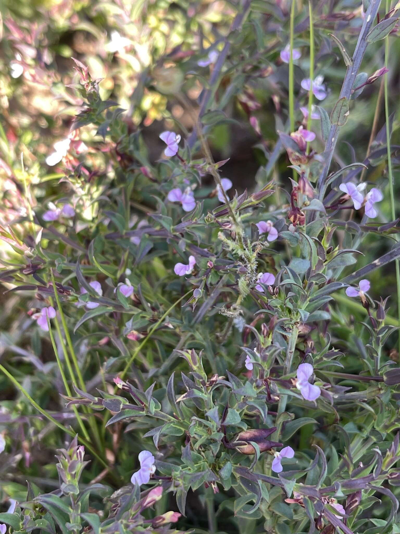 Image of Muraltia trinervia (L. fil.) DC.