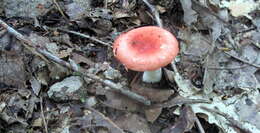 Image of Russula silvicola Shaffer 1975