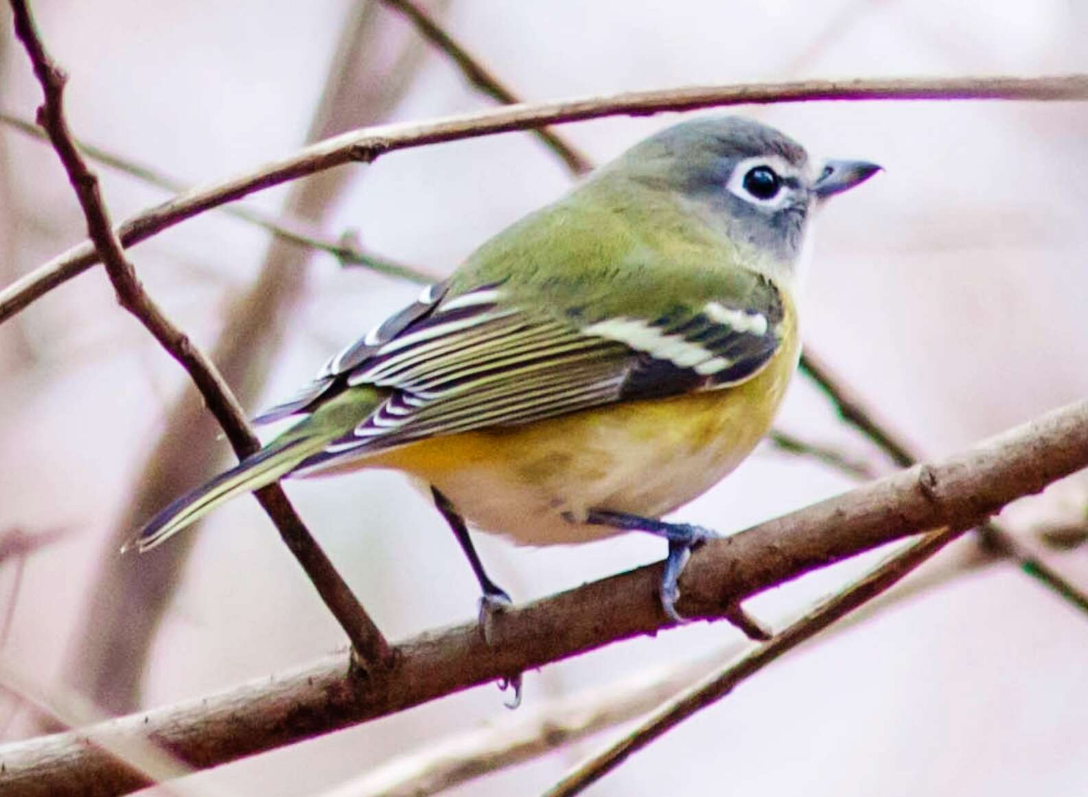 Image of Blue-headed Vireo