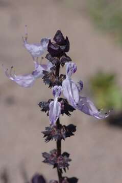 Image de Plectranthus pentheri (Gürke) van Jaarsv. & T. J. Edwards