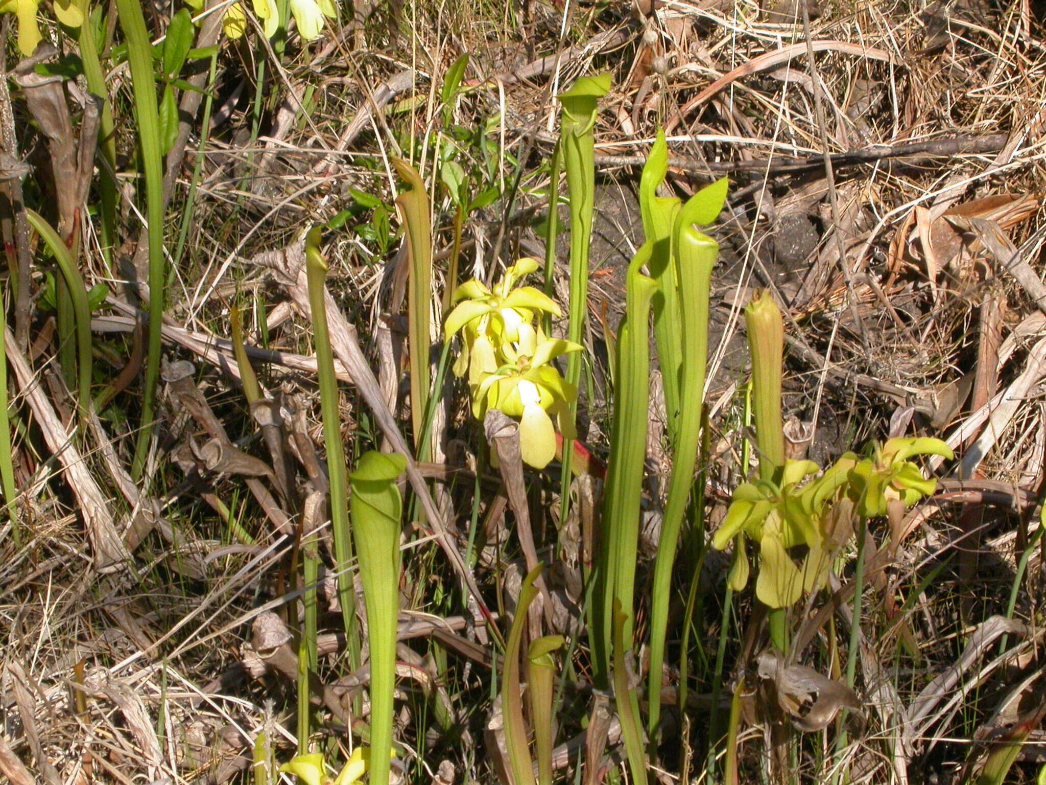 Image of Yellow Trumpets