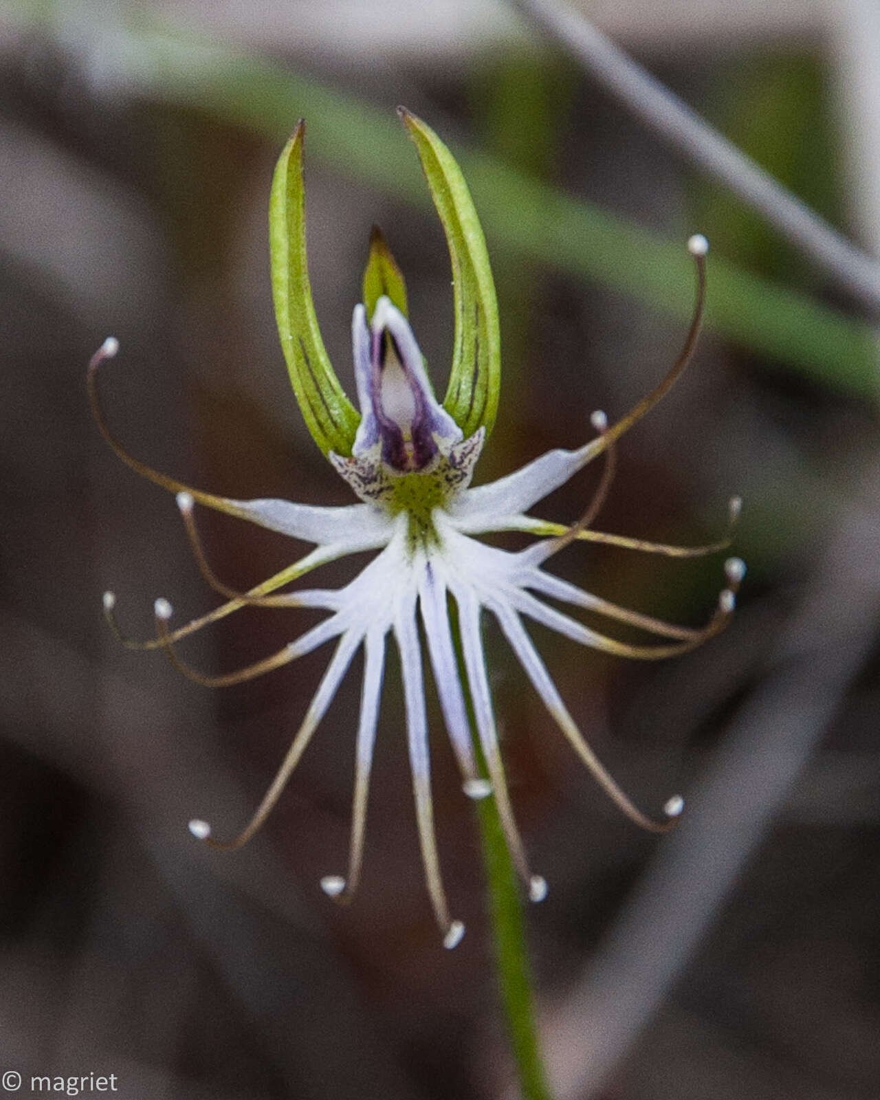 Image of Bartholina etheliae Bolus