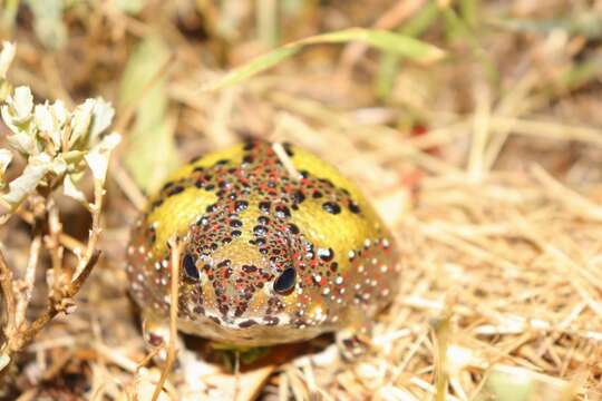 Image of Crucifix Frog