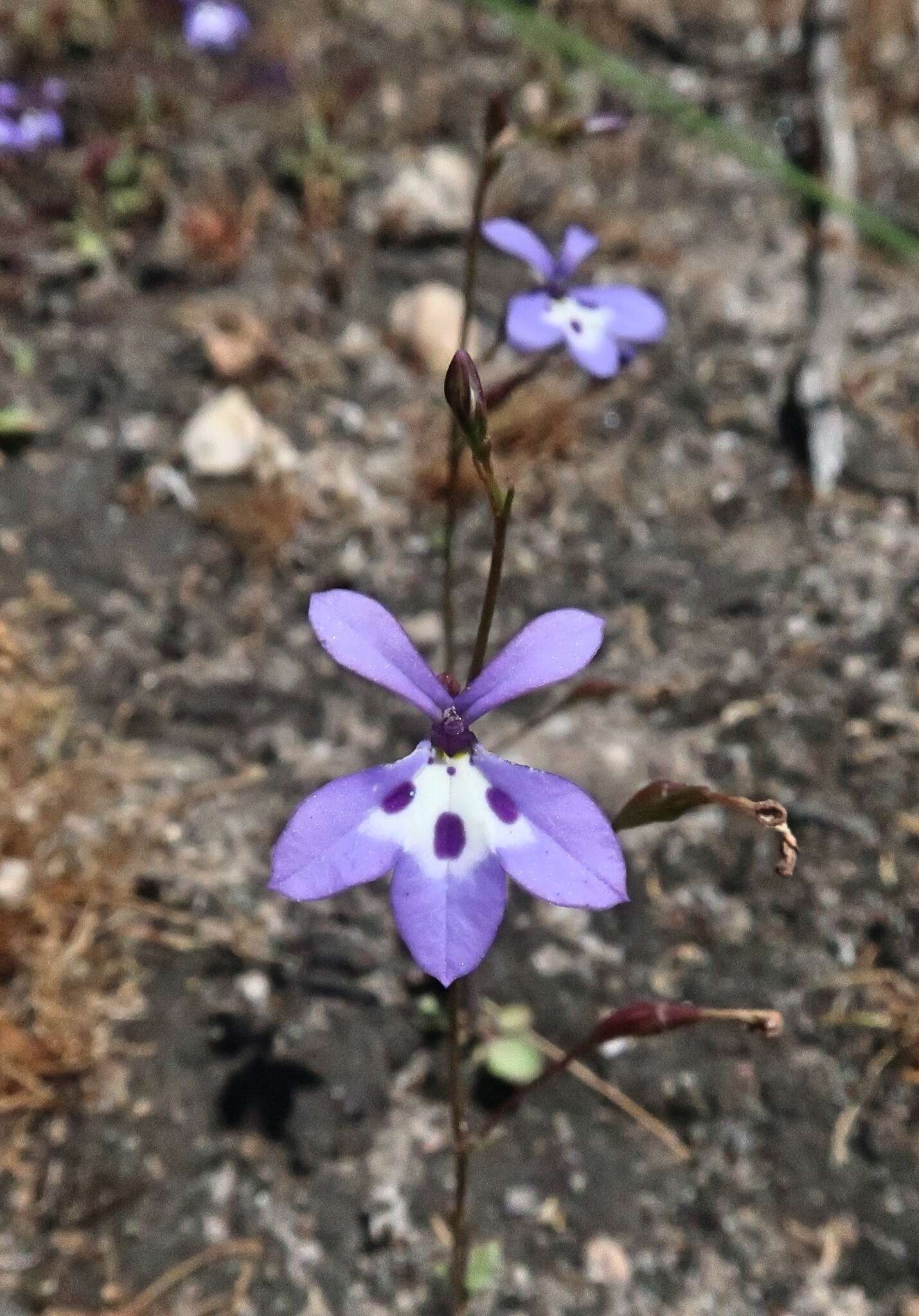 Image de Wimmerella bifida (Thunb.) Serra, M. B. Crespo & Lammers