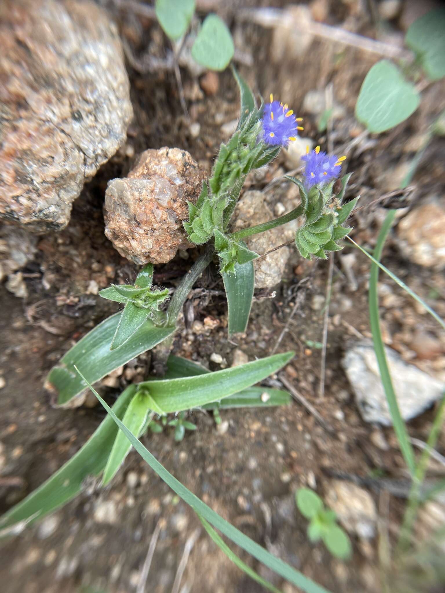 Image of Cyanotis adscendens Dalzell