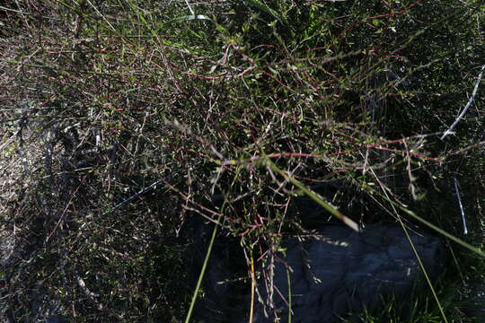 صورة Plagianthus divaricatus Forst.