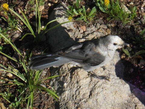 صورة Perisoreus canadensis capitalis Baird & SF 1874