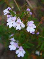 Image of Narrow-leaved Mint-bush