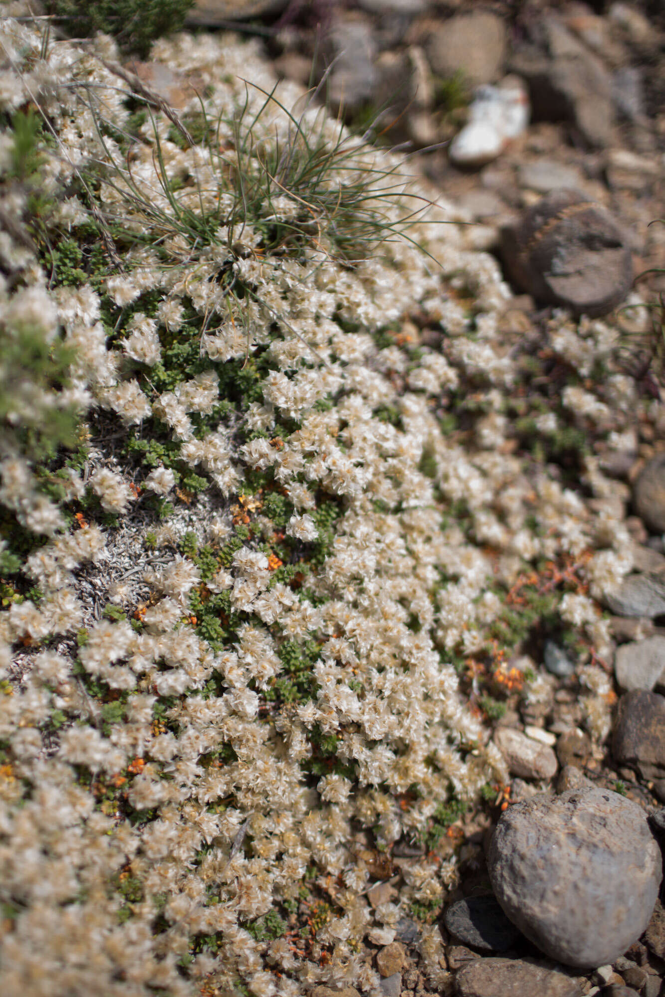 Image of nailwort