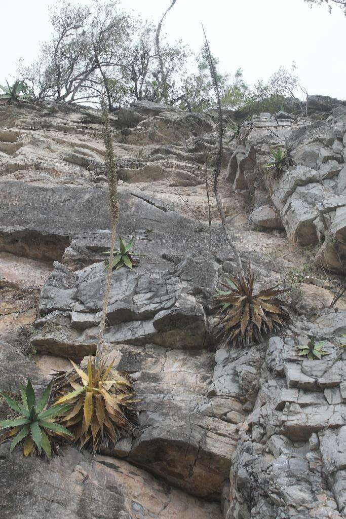 Agave xylonacantha Salm-Dyck resmi