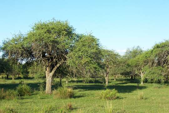 Image of algarrobo negro