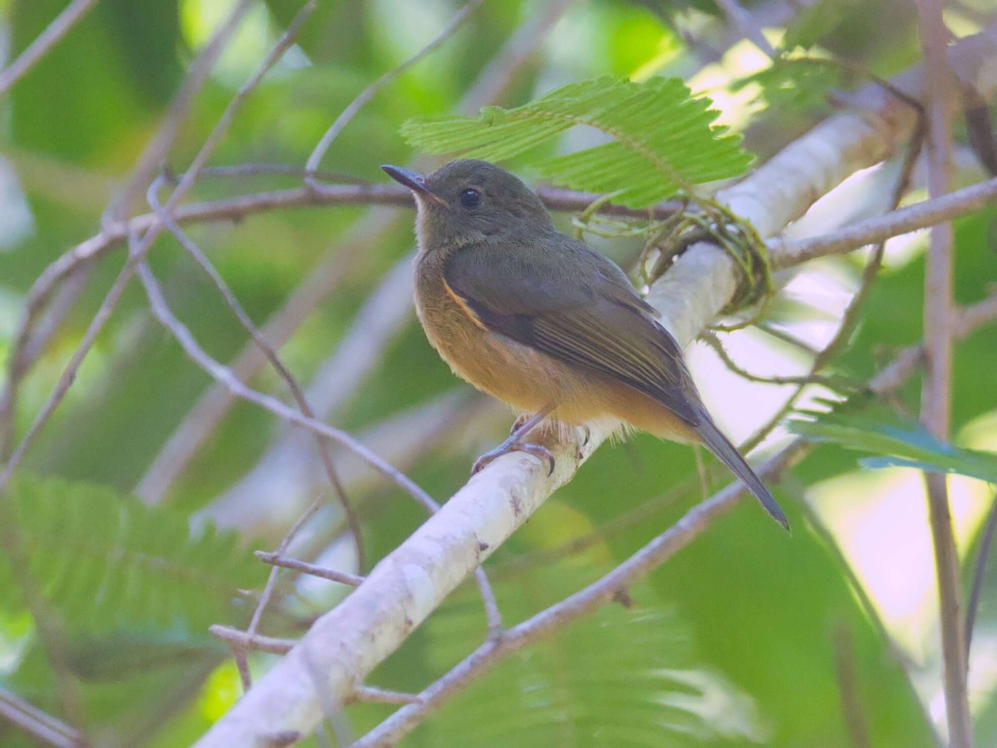 Image of MacConnell's Flycatcher