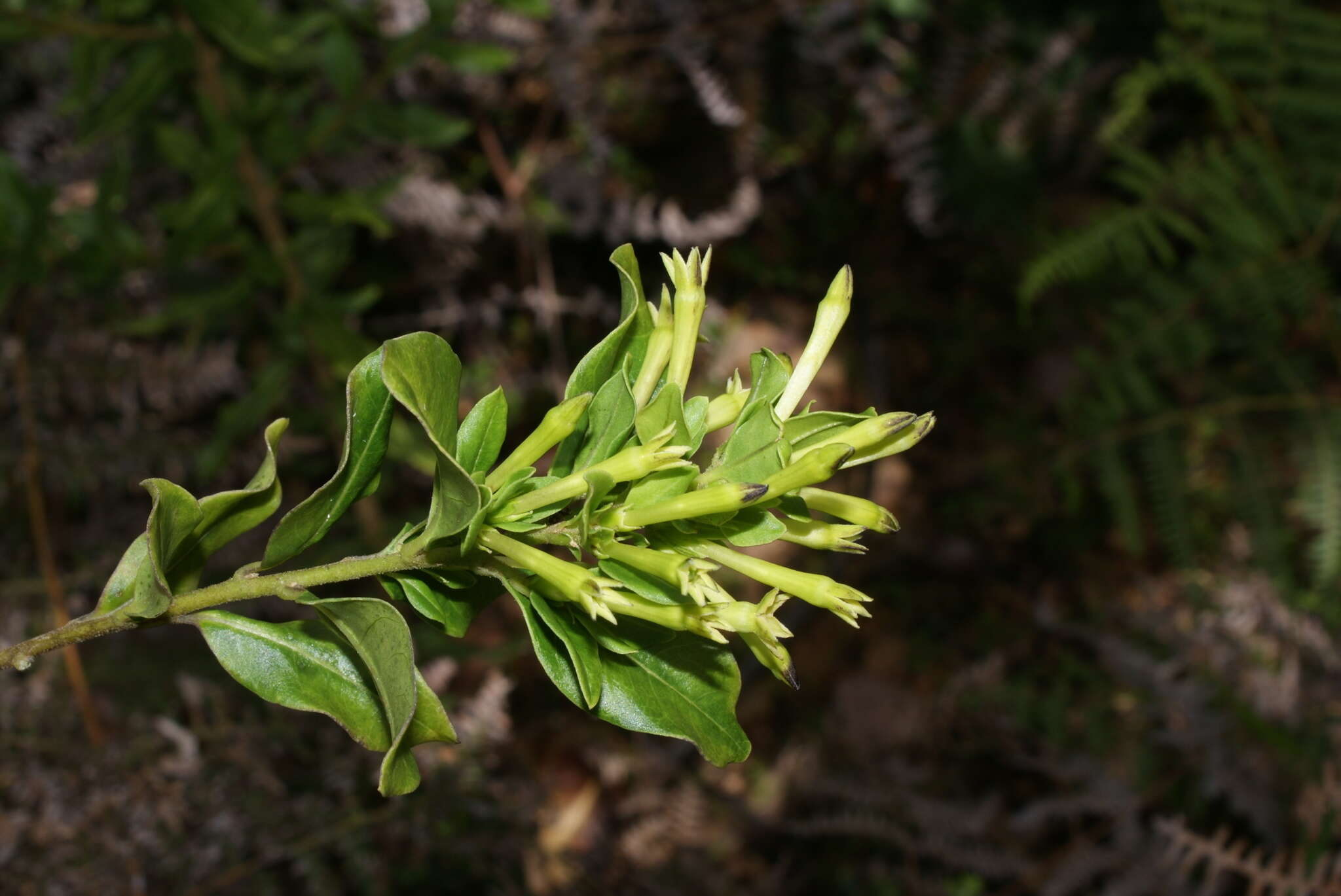 صورة Cestrum buxifolium Kunth