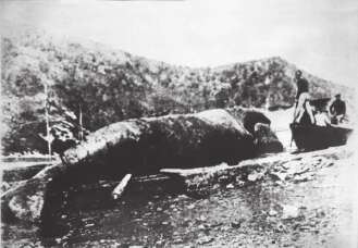 Image of Black Right Whale