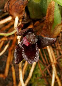 Image of Maxillaria schunkeana Campacci & Kautsky