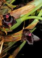 Image of Maxillaria schunkeana Campacci & Kautsky