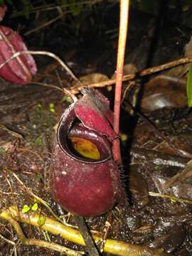 Image of Fanged pitcher plant