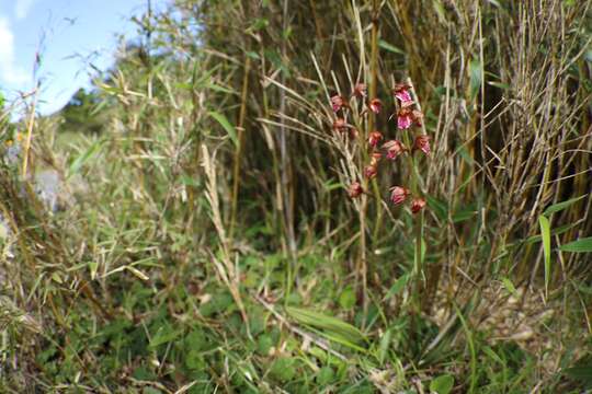 Image of Oreorchis indica (Lindl.) Hook. fil.