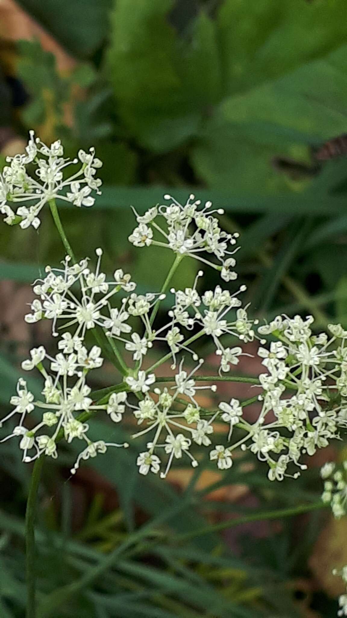 Dichoropetalum schottii (Besser ex DC.) Pimenov & Kljuykov的圖片