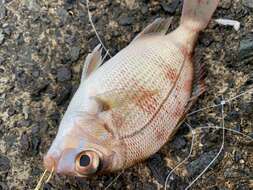 Image of Genuine Porgy