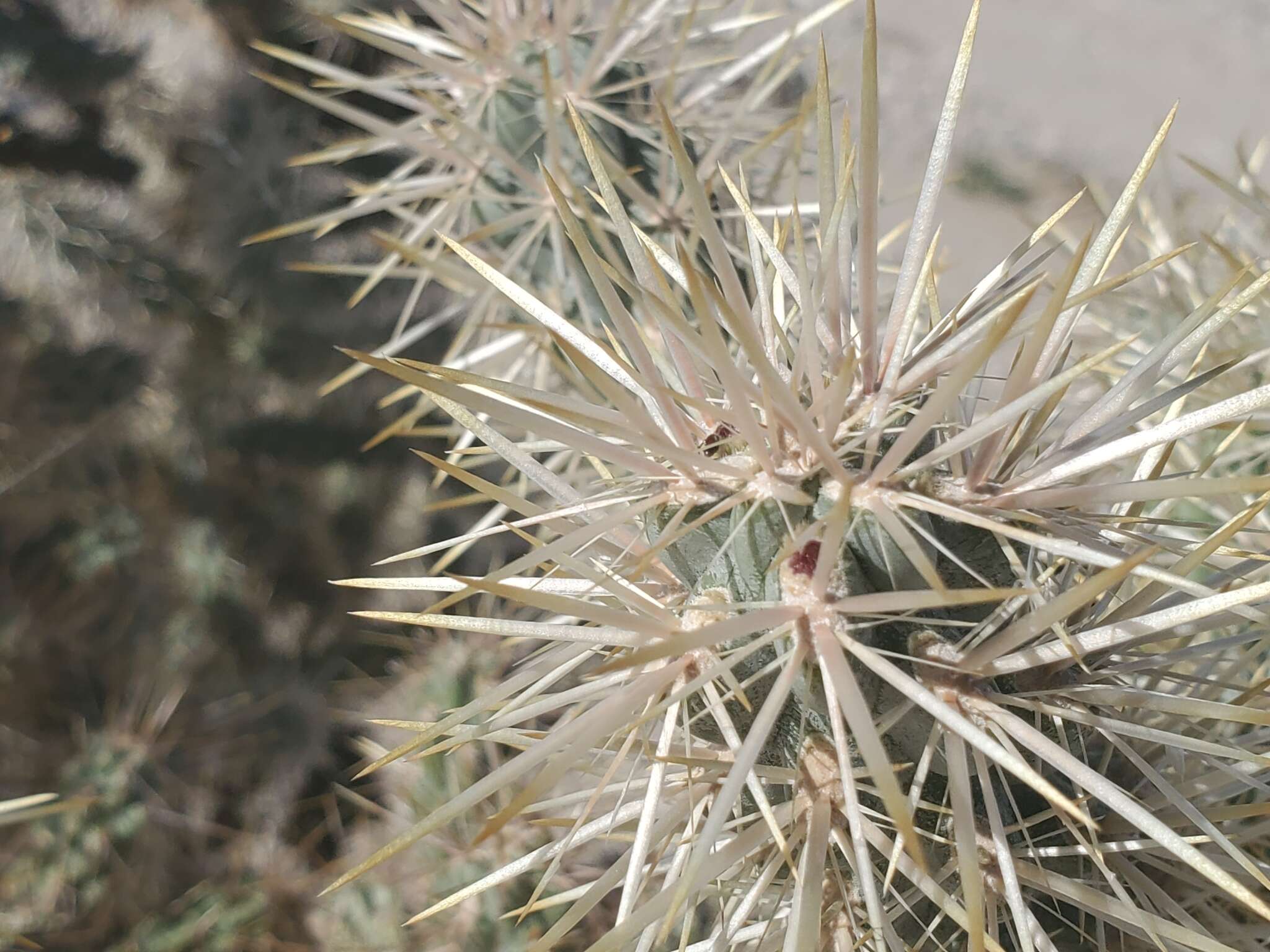 Image of Munz Cholla