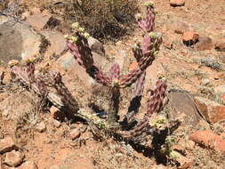 Image of Cylindropuntia californica var. rosarica (G. E. Linds.) Rebman