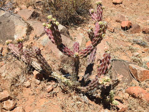 Image of Cylindropuntia californica var. rosarica (G. E. Linds.) Rebman